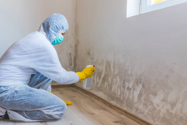 Professional mold removal team in Weston